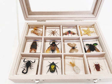 Colección de insectos | Especímenes animales únicos - 12 insectos de madera en resina